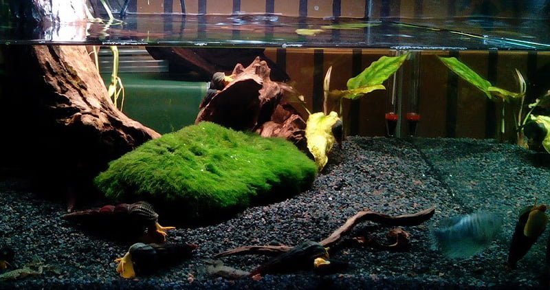 rabbit snail aquarium