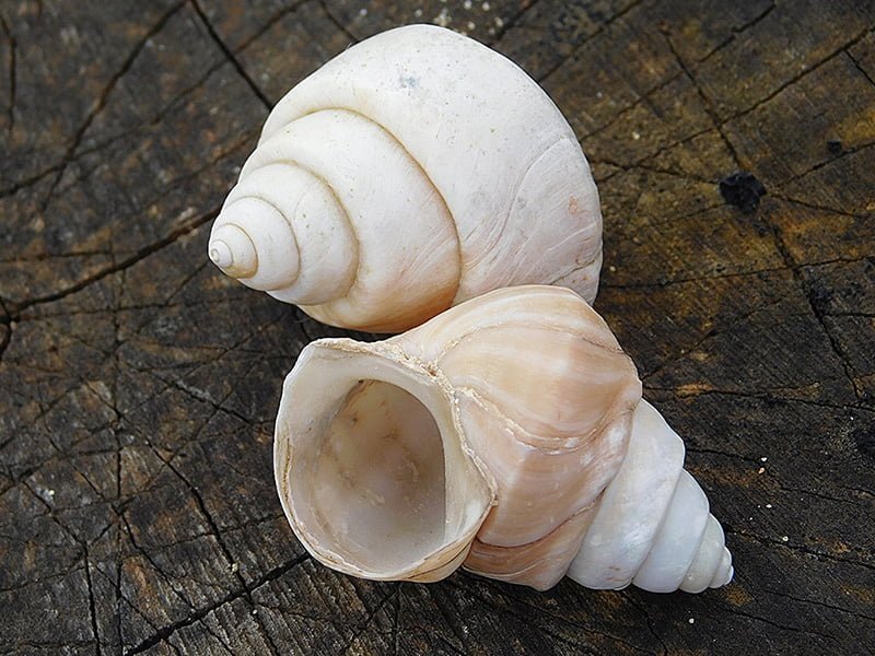 neothauma shell